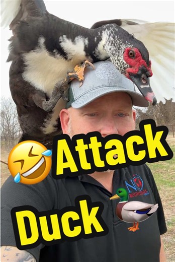 You’re prolly tired of seeing duck videos, but I’m not tired of posting them. Also, he was feeling some kind of way this morning and was being EXTRA! He’s not always THIS clingy lol. I truly love this Muscovy Duck just like he’s a dog or cat. Coolest pet I’ve ever had. He definitely has Big Duck Energy. Maybe he needs some merch with his cute face on it? Farm life is definitely my best life. #viralanimals #fyp #petsoftiktok #wildlife #homestead