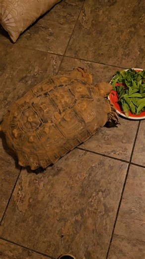 16 reactions | We are cold weather prepping. The tortoise has moved into the house for time being  | Shangri-La Sanctuary SC | Facebook