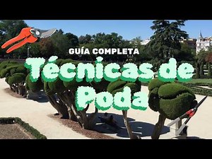 Complete Guide to Shaping a Tree 🌳 | Step-by-Step Pruning Techniques