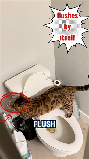 Here is how cats are trained to use the toilet