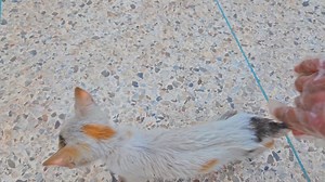 Rescue poor kitten... | Cute Kittens