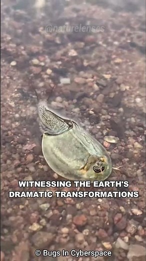 Triop Fish | The Living Fossil