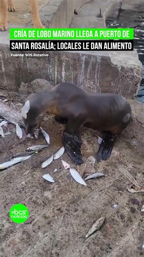 lobo Cría de lobo marino llega a puerto de #SantaRosalía; locales le dan alimento