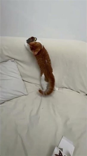 Flapping Bird Cat Toy – Interactive Fun for Cats!#CuteCat#FunnyCats#CatLovers