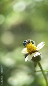 A macro video of a green color sweat bee moving around a wild flower and collecting nectar.