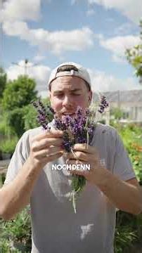 💡Lifehack für euren Lavendel 🪴 #lavendel #pflanzen #garten #balkon #beet #garden