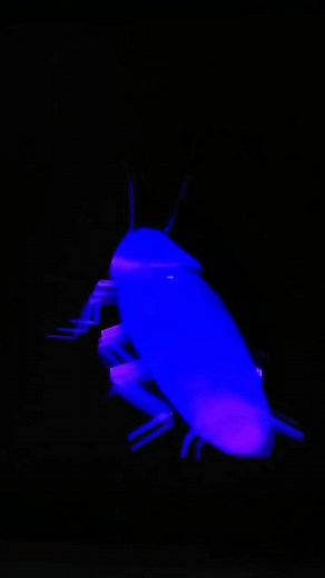 Rainbow Cockroach Dance Compilation 1 Hour