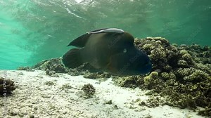 Napoleon wrasse in shallow tropical water and coral reef, French Polynesia