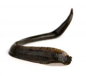 Luscious leeches - Major League Fishing