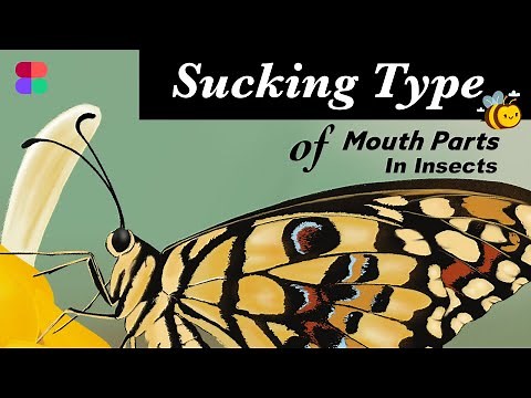 Sucking Type of Mouth Parts in Insects | Honey Bee