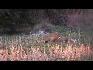Bobcat attacks Deer