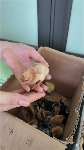 Which type of chicken egg incubator is best during hot weather?