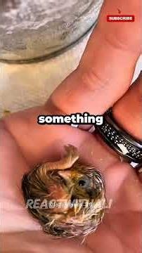 He Bought Supermarket Quail Eggs... What Hatched Changed His Life Forever! 🐣❤️ #shorts
