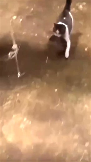 Атака кота на крысу, бой/Cat attacks a rat, fight #АтакаКотаНаКрысу #CatVsRat #RatAttack #CatAttack