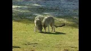 Documentaire | Fille de loups