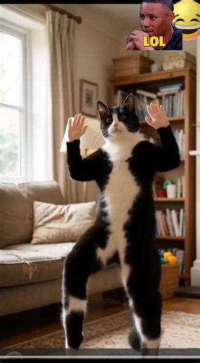 Dancing Cat #dancingcat #funnycat #petviral #animaldance #catlover