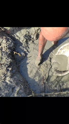 140K views · 531 reactions | Best Fishing in Village Field Pond #reels | Life Of Village | Facebook