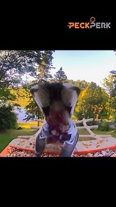 Oh no, farting birds! #peckperk Tag @peckperk to spread the joy with your bird feeder cam! #peckperk #birds #funny #birdlovers #funnybirds #Cardinals | PeckPerk