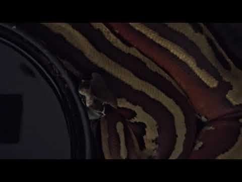 Pet Blood Python Didn't Want Boops.