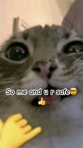 #lyricsvideo #lyrics #cat