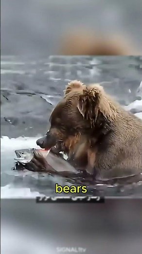 The Genius Strategy Brown Bears Use Before Hibernation! 🐻❄️