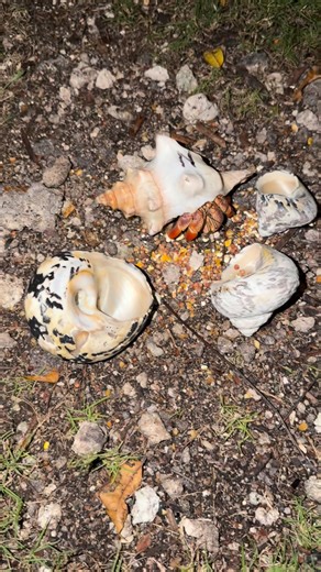 I kinda interrupted his way in for dinner with this shell. So I went ahead and moved him under the squirrel feeder and brought the shell with him. It’s 11pm. I’ll find out in the morning if he switched. 😊 | Crustacean Plantation