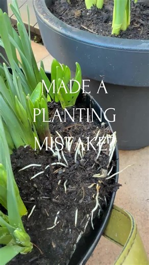 How to Fix Common Bulb Planting Mistakes