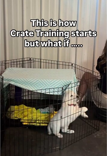 🐾 Over the past week, I’ve been testing a different approach with this litter — because I believe traditional crate training misses a critical piece. We often expect puppies to be calm in the crate, but what if they don’t even understand what calm feels like yet? Most methods use food to create a positive association, but once the treats stop, the crying starts again. That’s because calm isn’t about treats or confinement — it’s about emotional regulation. When these pups were 7 weeks old, I put