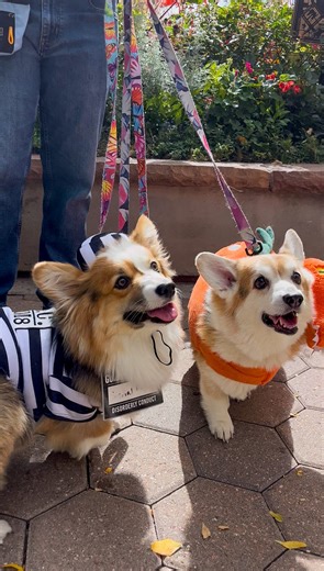 Corgis take over Fort Collins in costume parade at Tour de Corgi 2025