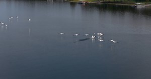 9.9K views · 429 reactions | Pelicans in flight over smooth water on Grand Lake, OK. This is another 4k "Bucket List" video for me. It is one where light, wind, and wildlife, all had to align (and the drone pilot also had to be on his game as well, LOL). So now you get to experience what it is like to use your 9 foot wings to glide smoothly with your friends, across the waters of Grand Lake until you finally land at a new fishing site. I hope you enjoy it. RC | RC Livesay | Facebook
