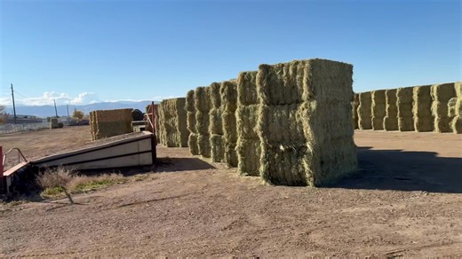 Hay Auction tomorrow Saturday, October 25th! Auction starts at 9am. By the bale. Check out the link for the hay catalog https://casauction.com/wp-content/uploads/2025/10/10.25.2025-Hay-Catalog.pdf | Centennial Livestock Auction