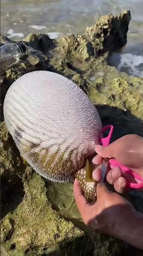You Won't Believe This Sea Creature! 🌊😱 #Shorts