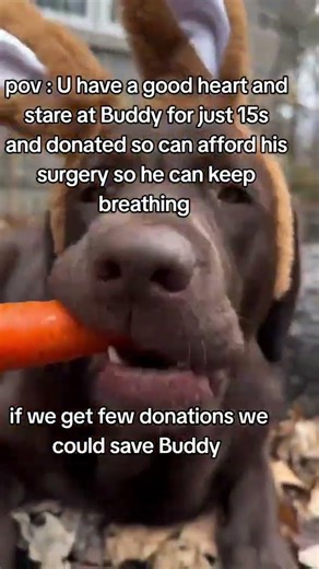 HI AM DIG MUM CURRENTLY RAISING FUNDS FOR MY VANCER DIG BUDDY NEEDS $2000/3000 any amount helps