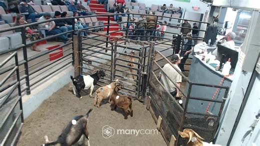 goats sheep and cows | Mt. Airy Livestock Exchange