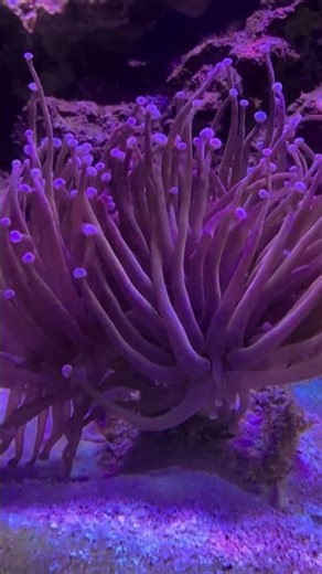 Torch Coral in Motion 🔥🪸 | Reef Tank Close-Up