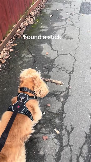 What a Great Day to Find a Stick for Dogs