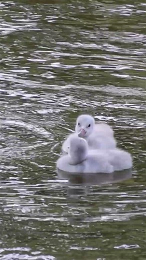 Trumpeter swan cygnets go for a swim at the Saint Louis Zoo