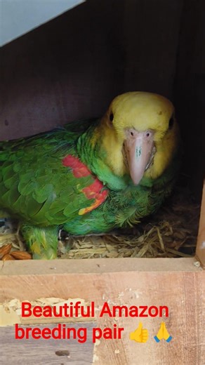 #birds parrot ashok yadav