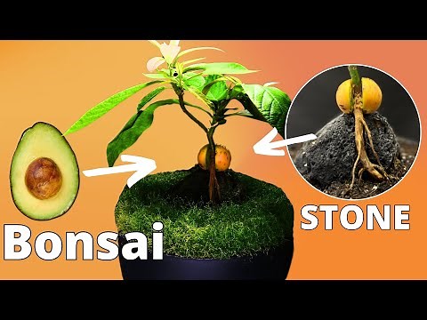 How To Grow Your Own AVOCADO BONSAI from Seed!