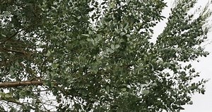 Eucalyptus Gunnii High Straight Tree Cider 库存影片视频（100% 免版税）1111892987 | Shutterstock