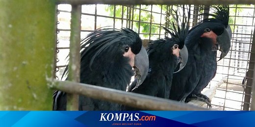 Fauna Australis: Pengertian dan Contohnya