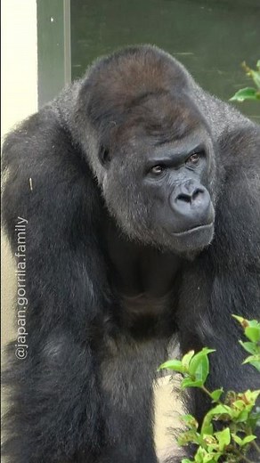 ゴリラタワーのアイちゃんを見上げるシャバーニ👀 #gorilla #shabani