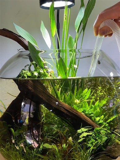 Bảo trì hồ cá low-tech dễ dàng tại AquaDream