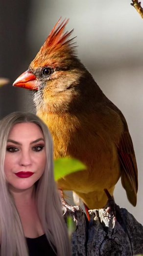 Cardinal Spiritual Meaning and Symbolism Explained