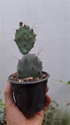 Nopal Morado: ¡Una Joya para Coleccionar!