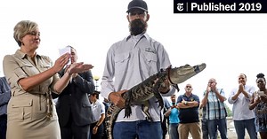 ‘Chance the Snapper,’ the Alligator That Mesmerized Chicago, Is Captured