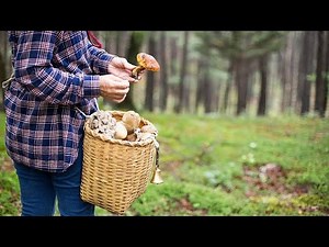 Fungi foraging: 5 safe and edible wild mushrooms to look out for