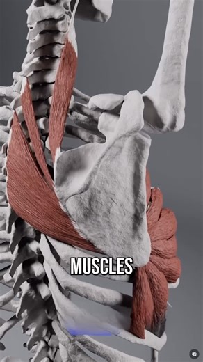 Conor Harris on Instagram: "Muscles do a LOT more than what we were taught. Understanding this unlocks a whole new world of improving mobility, posture, and fixing pain. Here’s what you need to know 💪🏼"