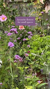 A garden full of pots is never dull. Choose our easy Container Collections for months of endless colour and scent. | Sarah Raven