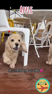4.2K views · 240 reactions | Brave Apple, the cocker spaniel rescued from a puppy mill  | Camp Cocker Rescue | Facebook